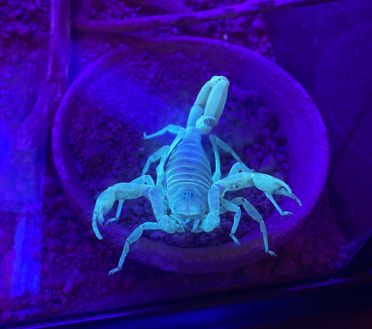 UV light illuminates scorpion at Bug Parc