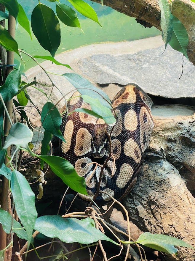 snake