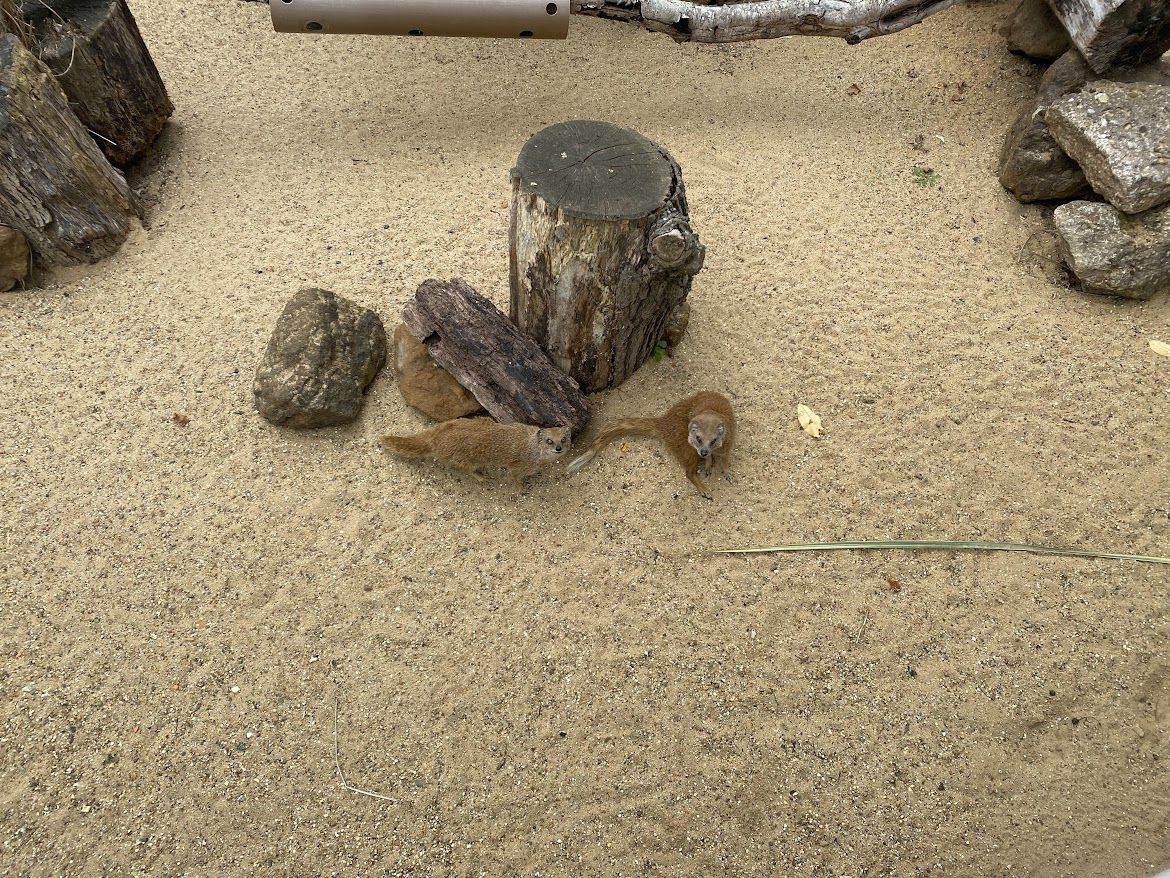 animal